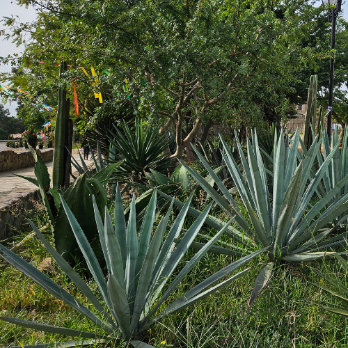 Jardín Etnobotánico